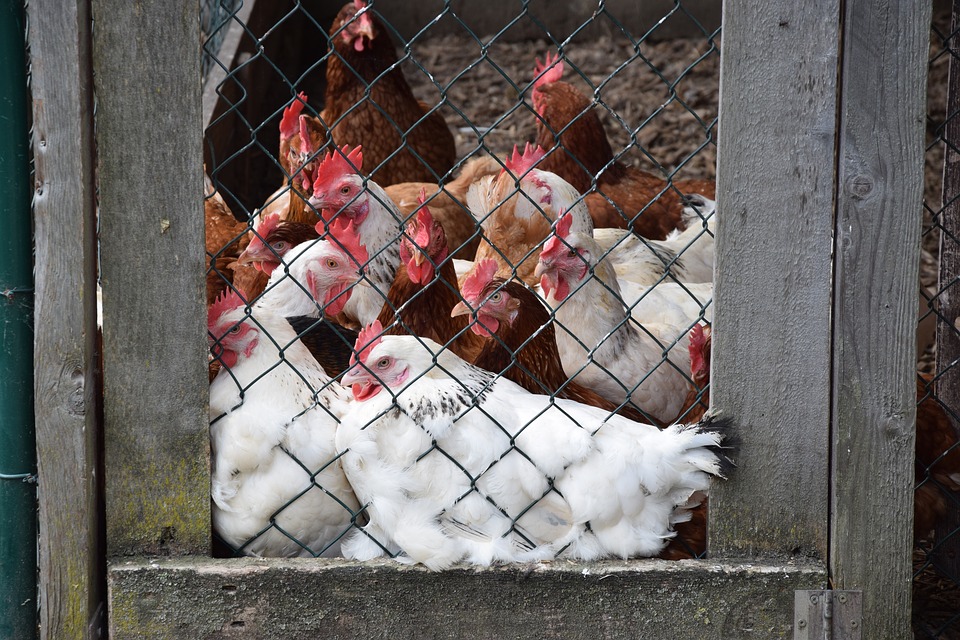 Les grillages à poules